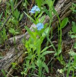 Myosotis palustris