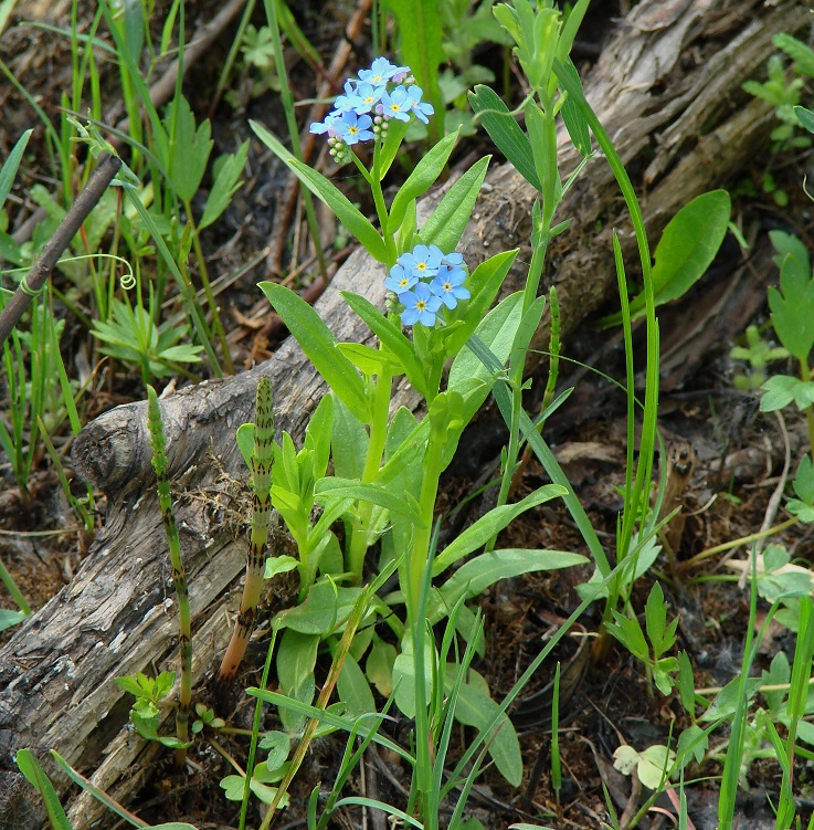 Изображение особи Myosotis palustris.