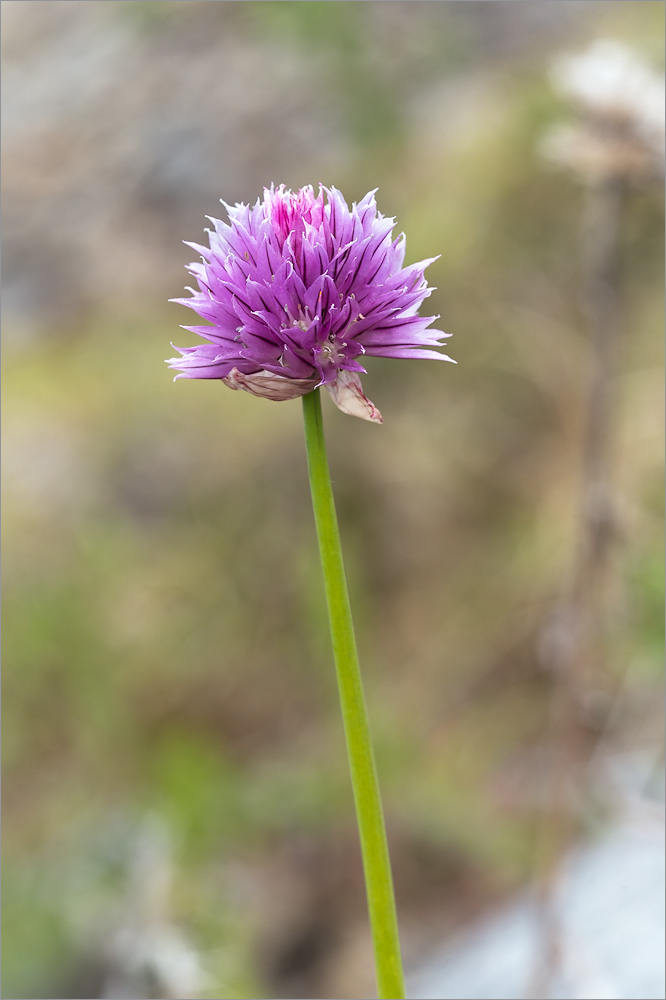 Изображение особи Allium schoenoprasum.