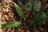 Polystichum aculeatum