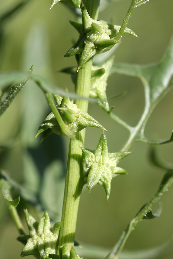 Изображение особи Spinacia turkestanica.