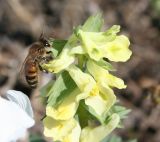 Corydalis bracteata