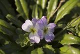 Malcolmia flexuosa