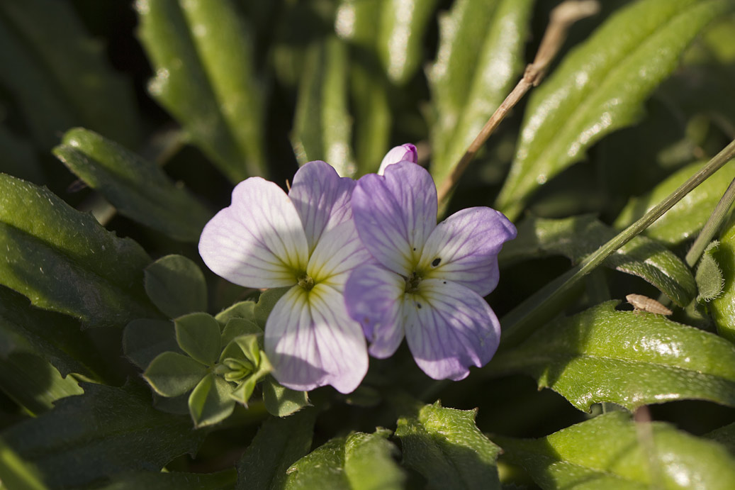 Изображение особи Malcolmia flexuosa.