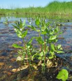 Veronica anagallis-aquatica. Цветущие растения. Архангельская обл., Вельский р-н, окр. пос. Усть-Шоноша, мелководье р. Вель. 30.06.2011.