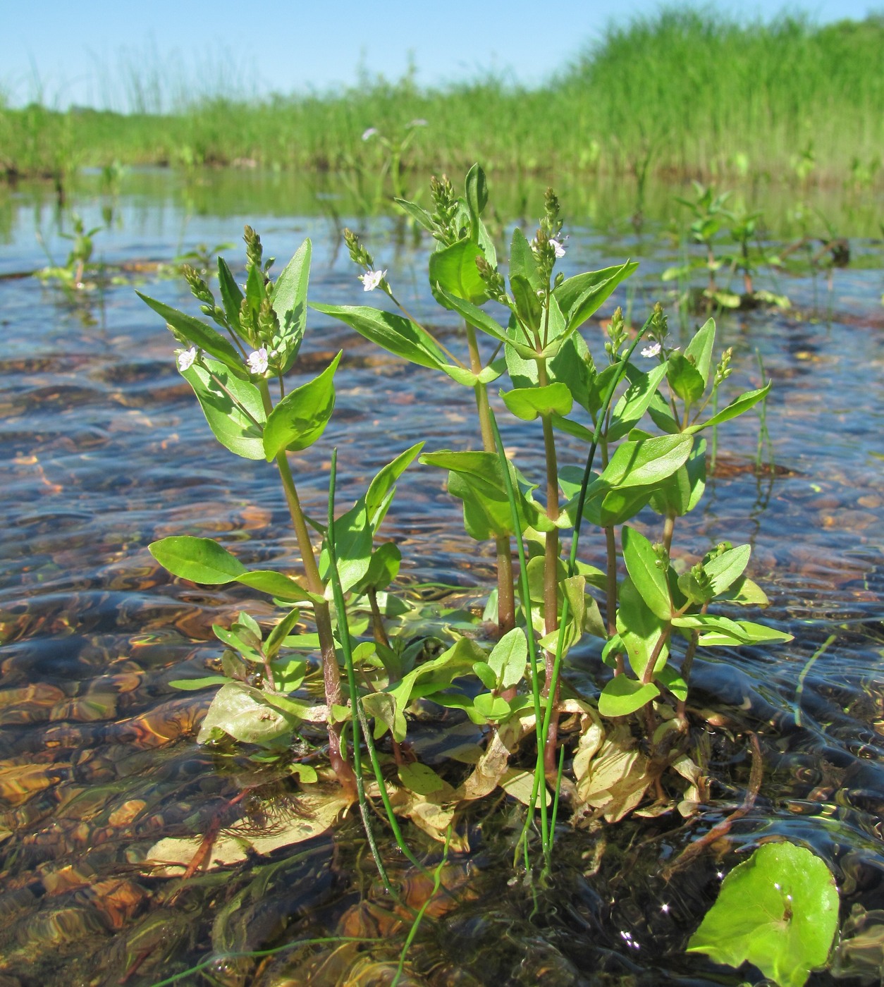 Image of Veronica anagallis-aquatica specimen.