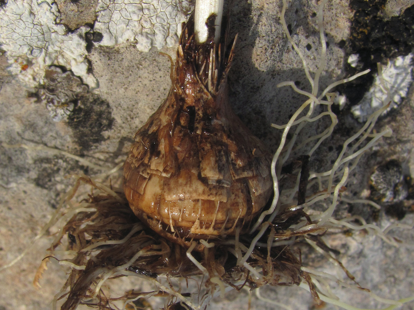 Image of Crocus tauricus specimen.