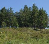 Pinus sylvestris. Деревья на вершине каменистой сопки. Восточный Казахстан, Кокпектинский р-н, 25 км в горы от с. Пантелеймоновка, 1000 м н.у.м. 16.07.2015.