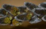 genus Salix