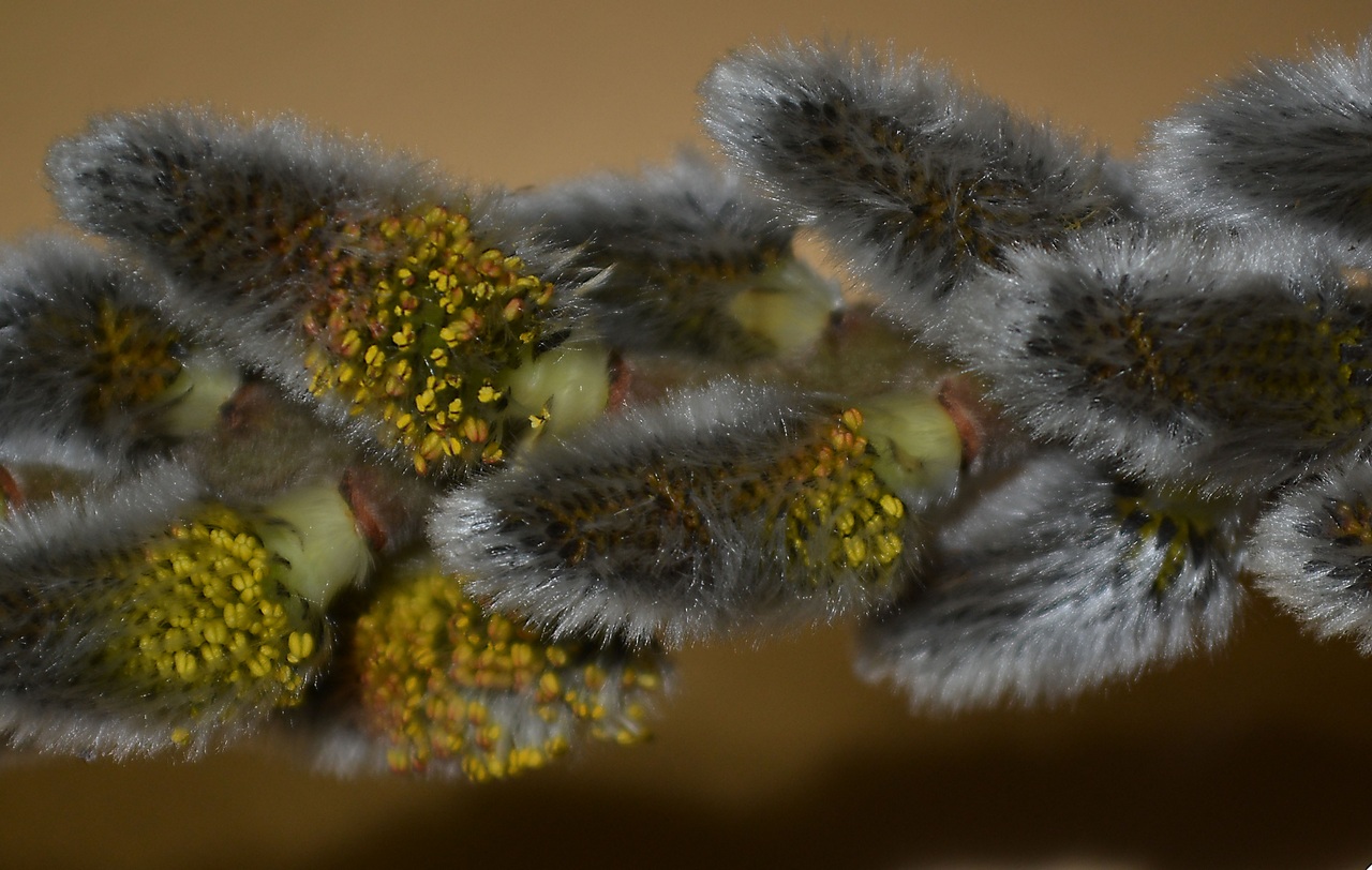 Image of genus Salix specimen.