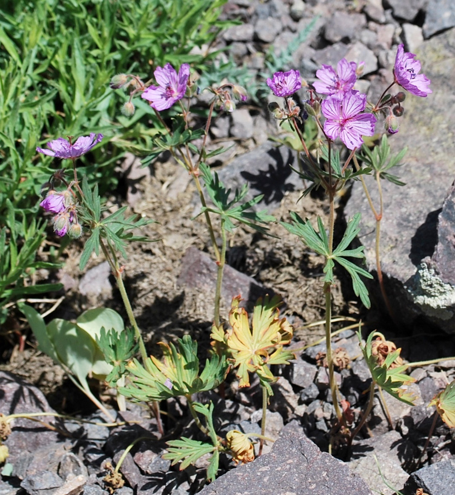 Image of Geranium transversale specimen.