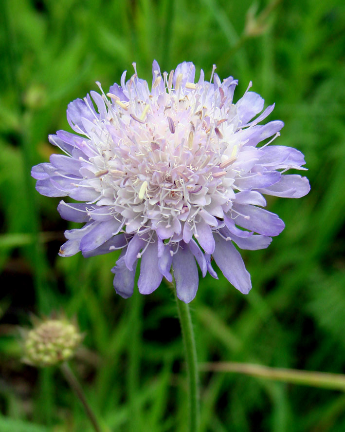 Изображение особи Knautia arvensis.