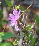 Rhododendron dauricum