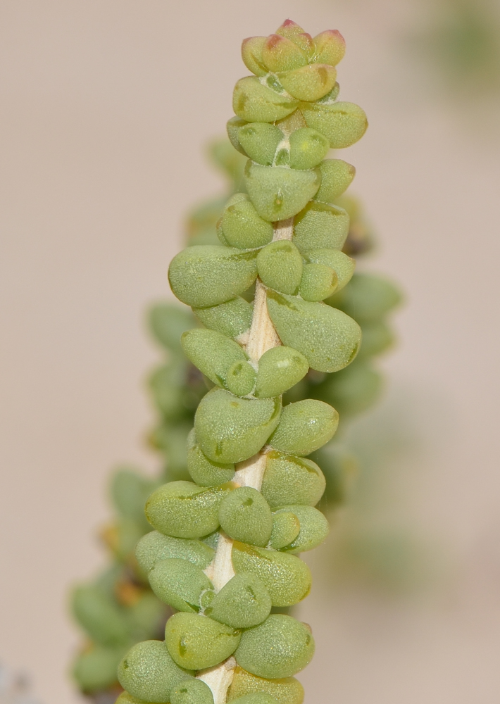 Image of Traganum moquinii specimen.