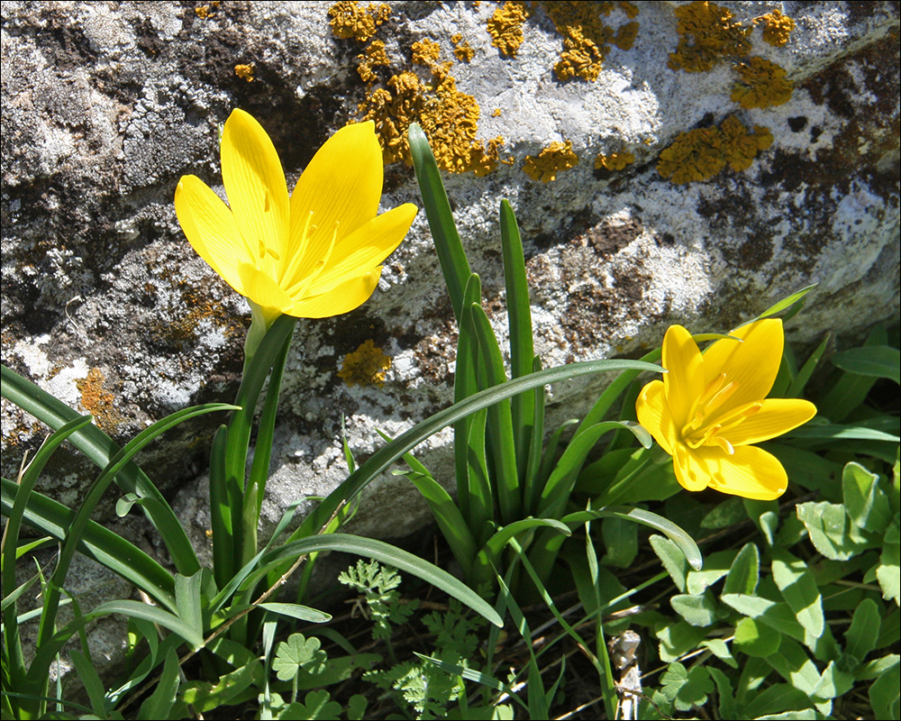 Image of Sternbergia lutea specimen.