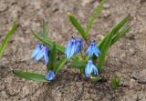 Scilla armena