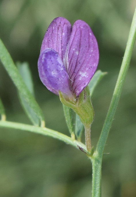 Изображение особи Vicia peregrina.