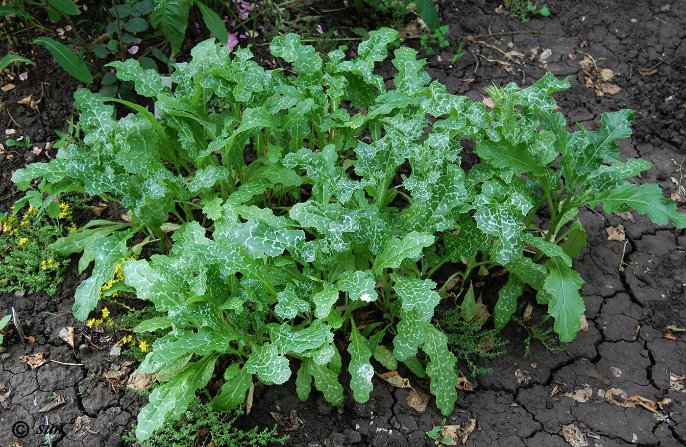 Image of Silybum marianum specimen.