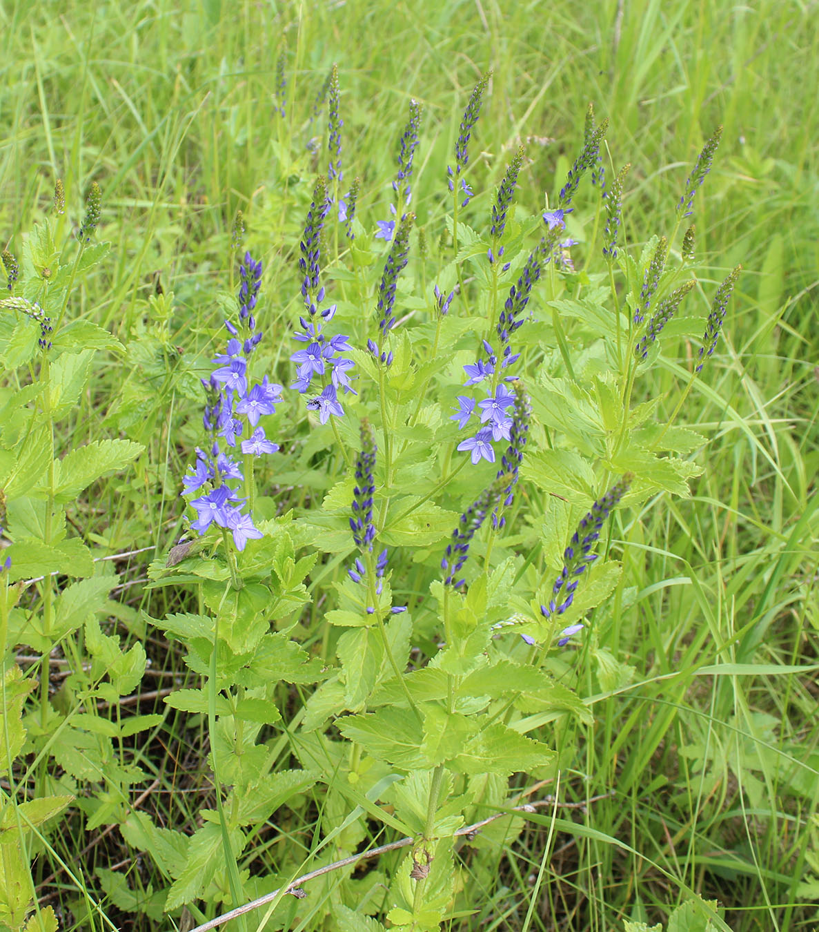 Image of Veronica teucrium specimen.