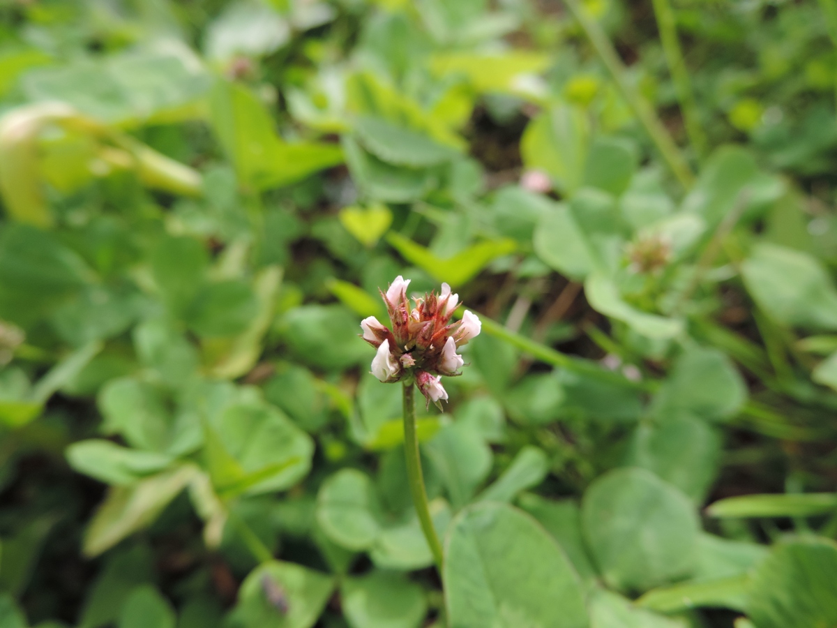 Image of Trifolium repens specimen.