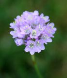 Armeria vulgaris