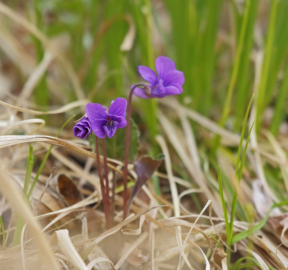 Image of Viola tenuicornis specimen.