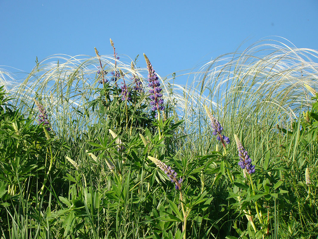 Изображение особи Lupinus polyphyllus.