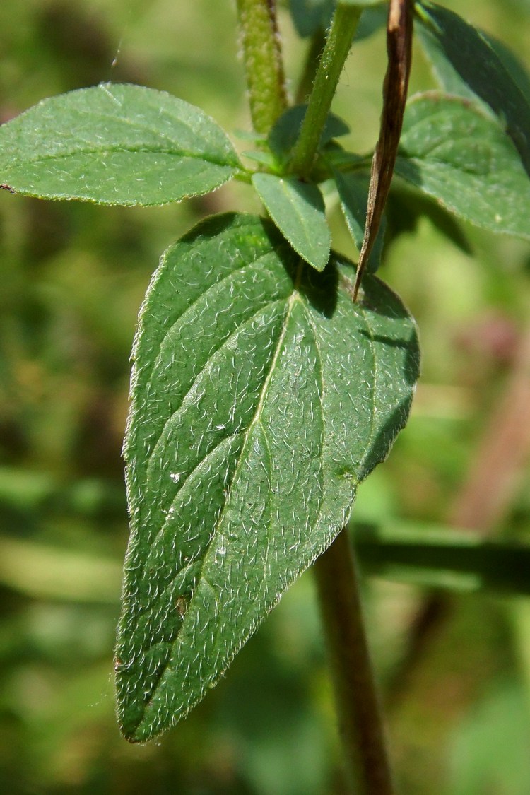 Image of Origanum vulgare specimen.