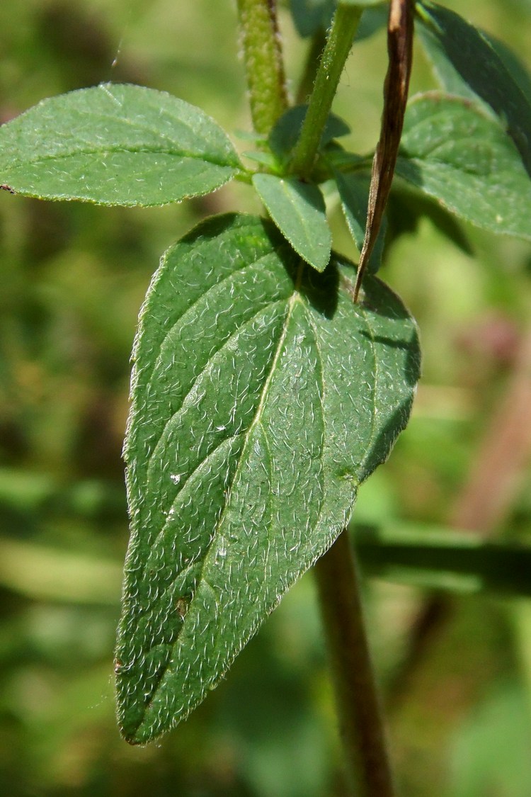 Изображение особи Origanum vulgare.