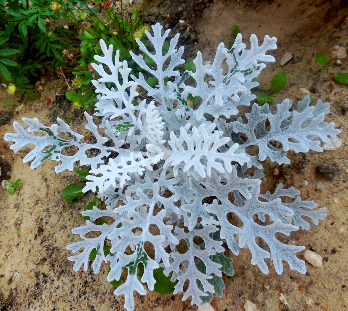 Изображение особи Senecio cineraria.