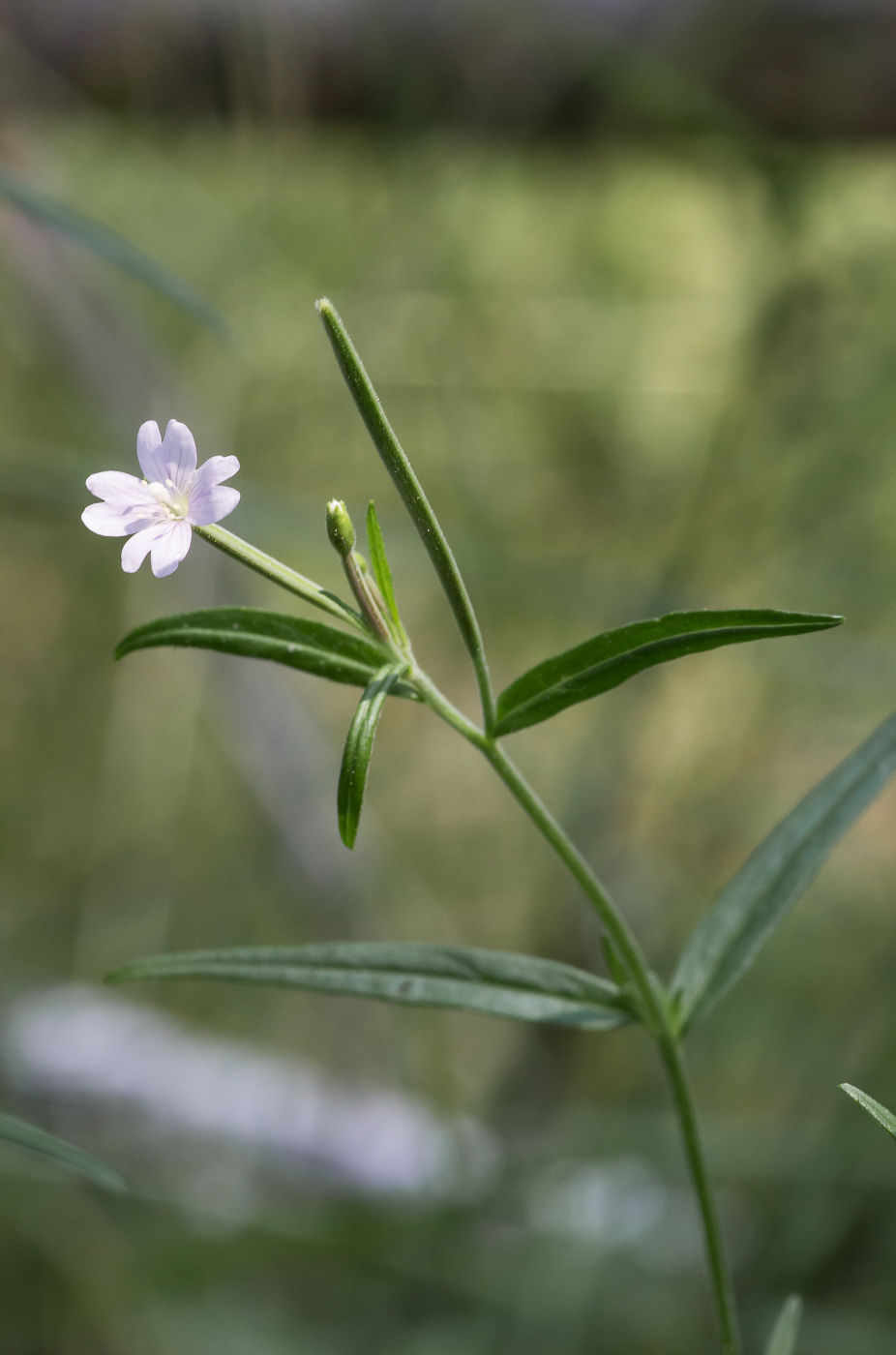 Изображение особи Epilobium palustre.