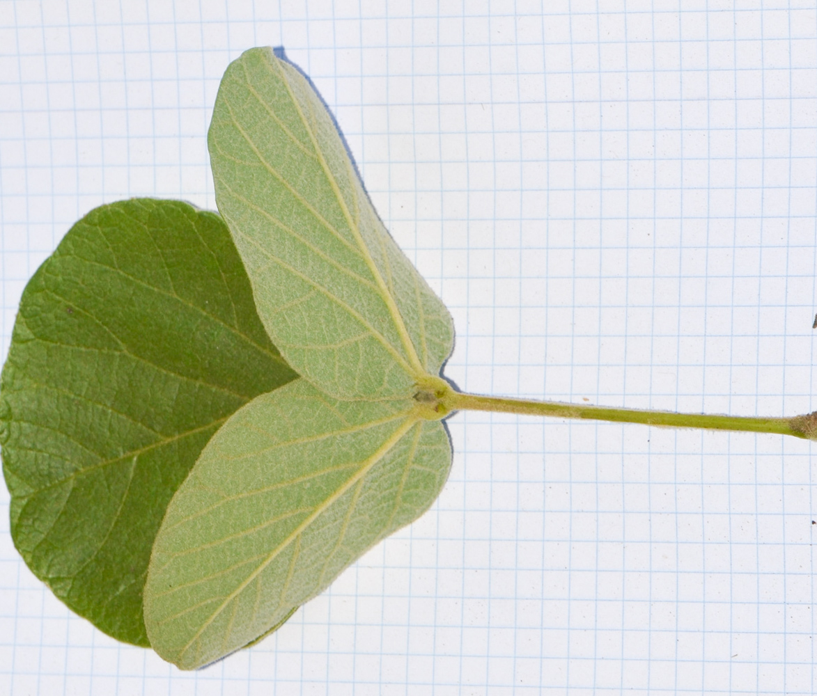 Image of Erythrina abyssinica specimen.