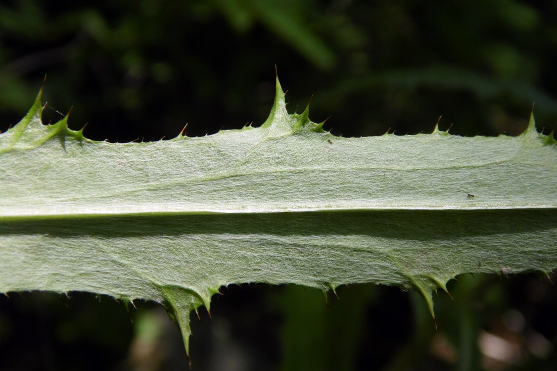 Image of Carlina biebersteinii specimen.