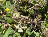 genus Medicago
