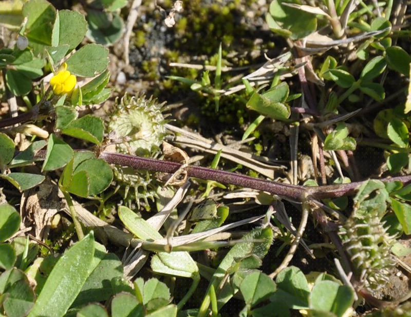 Изображение особи род Medicago.