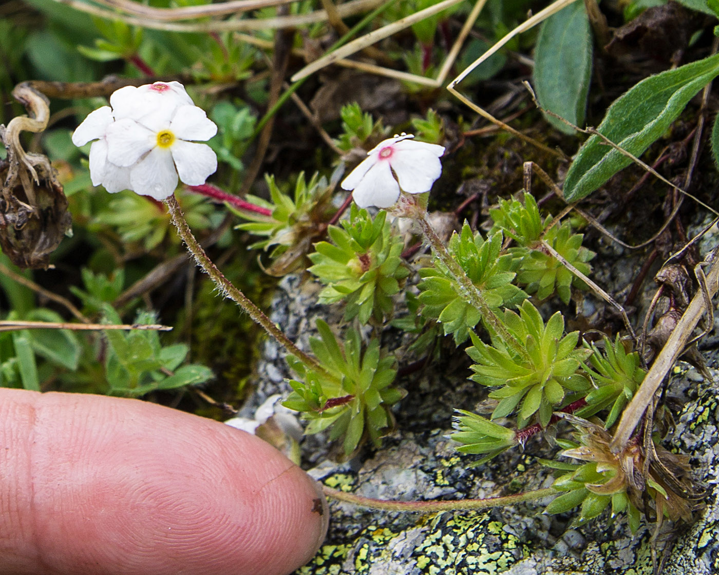 Image of Androsace barbulata specimen.