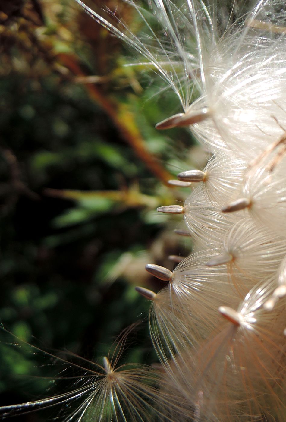 Image of Cirsium vulgare specimen.