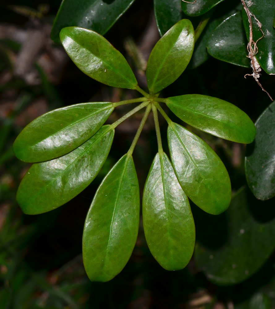 Изображение особи Heptapleurum arboricola.