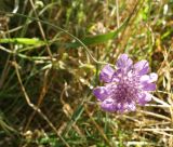 Scabiosa columbaria