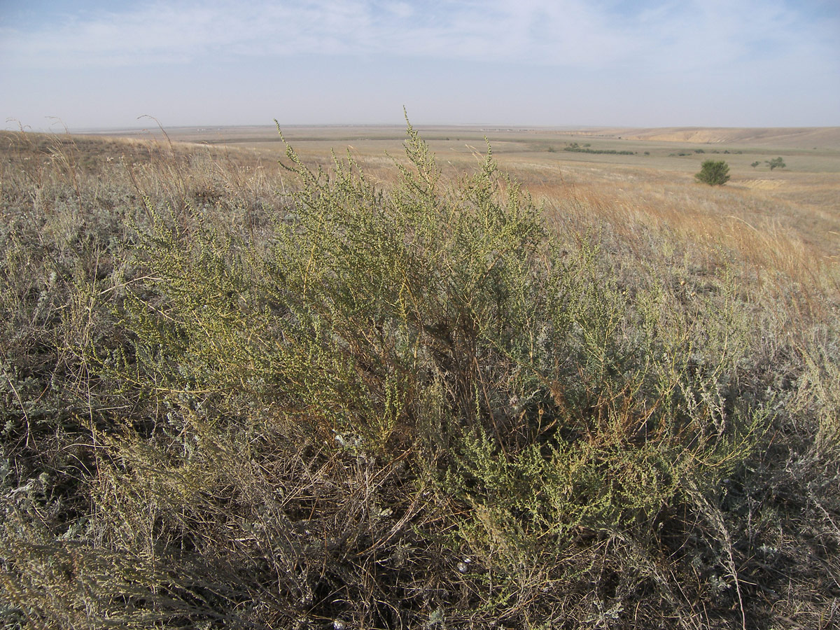 Изображение особи Salsola laricina.