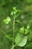 Veronica cardiocarpa