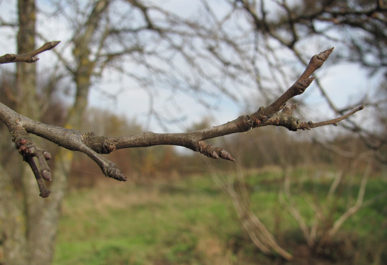 Image of Prunus domestica specimen.