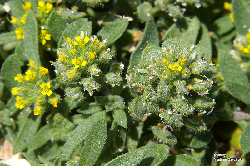 Image of Alyssum hirsutum specimen.