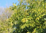 Cocculus laurifolius. Ветви. Абхазия, г. Сухум, Сухумский ботанический сад, в культуре. 7 марта 2016 г.