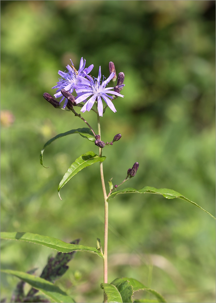 Image of Lactuca sibirica specimen.