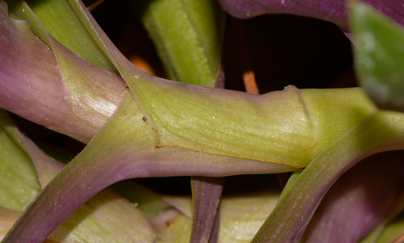 Изображение особи Rhoeo spathacea.