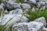 Oxytropis leucantha