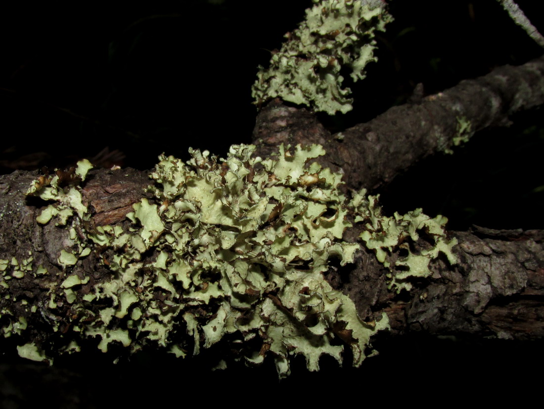 Image of Nephromopsis laureri specimen.