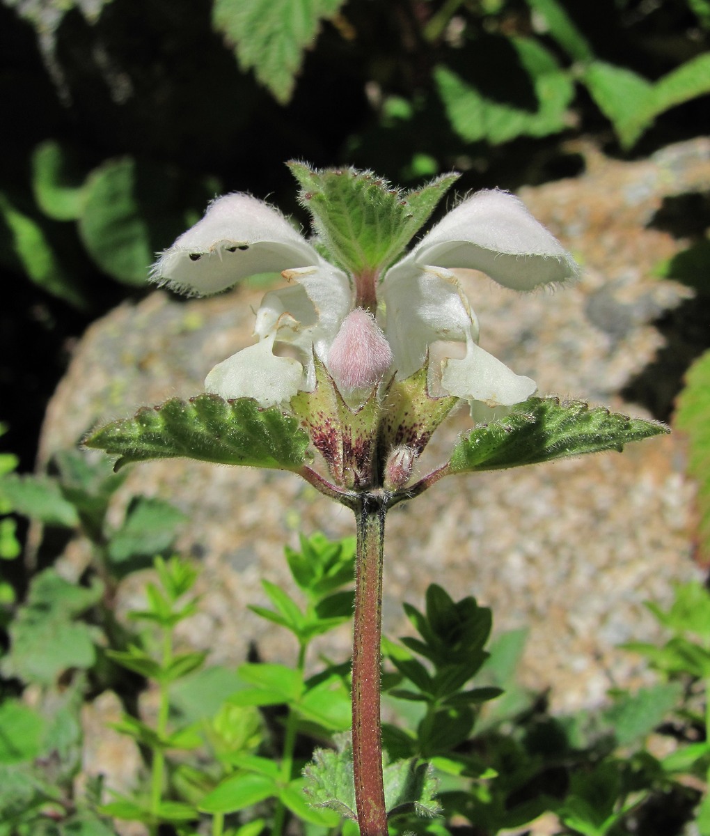 Image of Lamium tomentosum specimen.