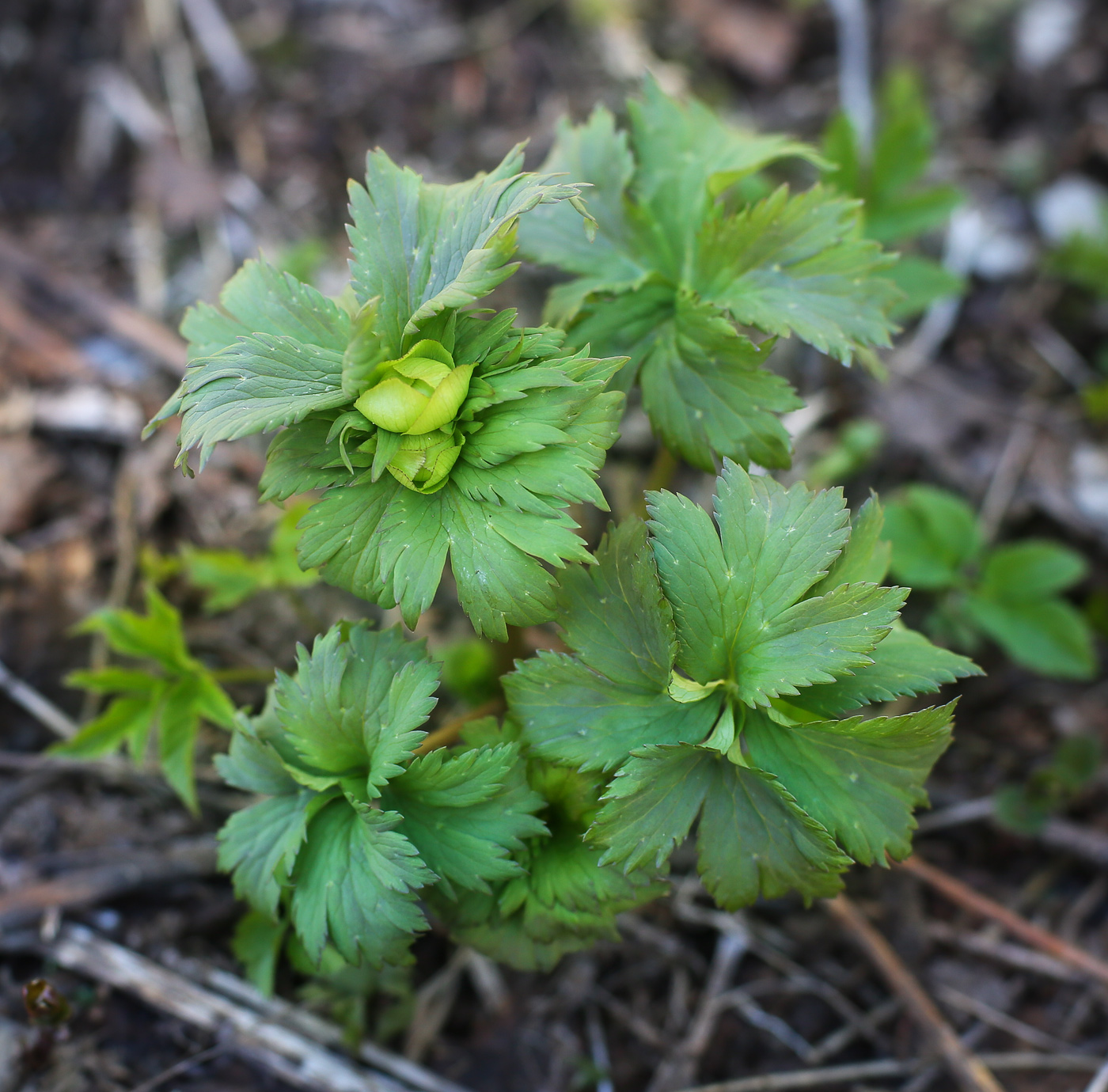 Image of Trollius europaeus specimen.